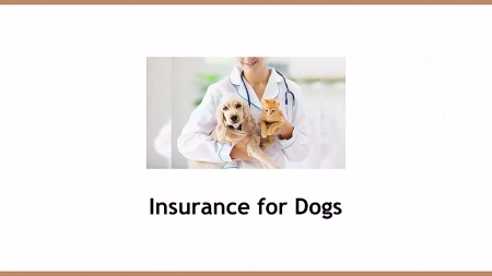 Insurance for Dogs